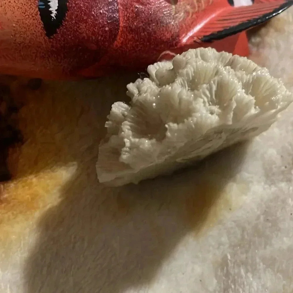 Tropical wood clown fish on faux coral - Picture 9 of 9